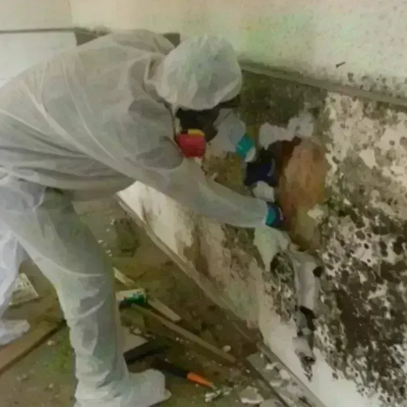 Mold Remediation and Removal in Holland, TX